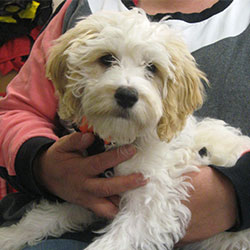 Bonnie the Crossbreed, Macqueen Puppy Party Graduate from Devizes