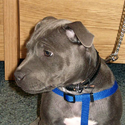 Houdini the Staffordshire Bull Terrier, Macqueen Puppy Party Graduate from Bishop Cannings