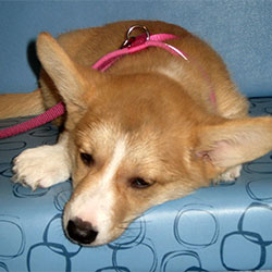 Nelle the Corgi, Macqueen Puppy Party Graduate from Devizes