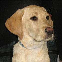Percy the Labrador, Macqueen Puppy Party Graduate from Horton