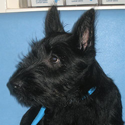 Bertie the Scottie, Macqueen Puppy Party Graduate from Edington