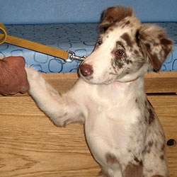 Boris the Border Collie, Macqueen Puppy Party Graduate from Great Cheverell