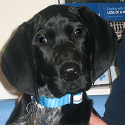 Delilah the Pointer, Macqueen Puppy Party Graduate from Worton