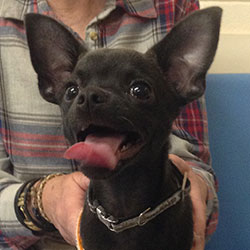 Jet the Chihuahua, Macqueen Puppy Party Graduate from Devizes