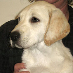 Joey the Labrador, Macqueen Puppy Party Graduate from Pewsey