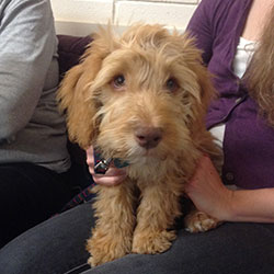 Lottie the Cockerpoo, Macqueen Puppy Party Graduate from Devizes