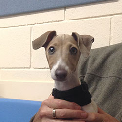 Merlin the Italian Greyhound, Macqueen Puppy Party Graduate from Devizes