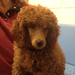 Pepsi the Poodle, Macqueen Puppy Party Graduate from Worton