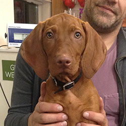 Poppy the Vizsla, Macqueen Puppy Party Graduate from Calne