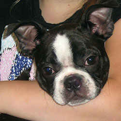 Rosa the Boston Terrier, Macqueen Puppy Party Graduate from Beckhampton