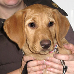 Ruby the Labrador x Viszla, Macqueen Puppy Party Graduate from Devizes