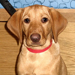 Ruby the Labrador x Viszla, Macqueen Puppy Party Graduate from Potterne