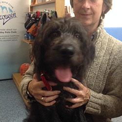 Sam the Labradoodle, Macqueen Puppy Party Graduate from Calne