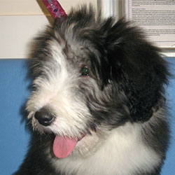 Betty the Bearded Collie, Macqueen Puppy Party Graduate from Devizes
