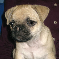 Bugsie the Pug, Macqueen Puppy Party Graduate from 