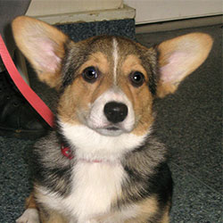 Bunty the Corgi, Macqueen Puppy Party Graduate from Devizes