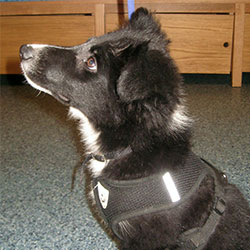 Wally the Border Collie, Macqueen Puppy Party Graduate from Seend