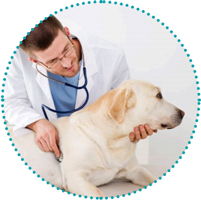 Pet Insurance. We recommend PetPlan. Click here for advice from the British Veterinary Association.