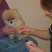 Adolescent Health Checks