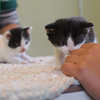 kitten sniffing nurse