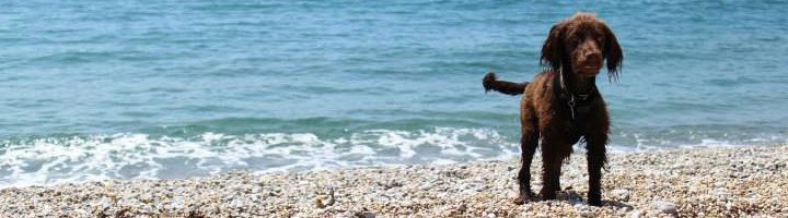 spaniel Dog on beach, holiday