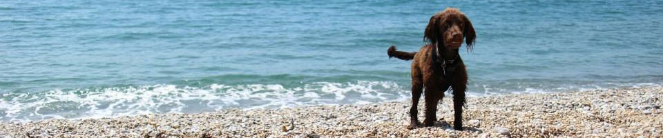 spaniel Dog on beach, holiday