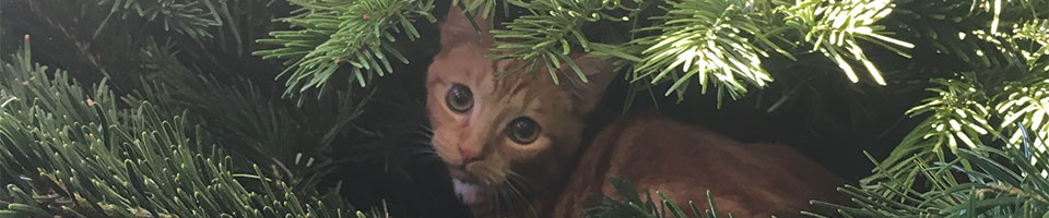 Kitten in a tree