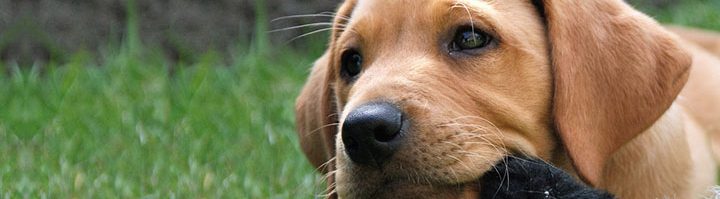 Puppy chewing toy in grass