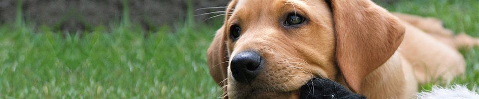 Puppy chewing toy in grass