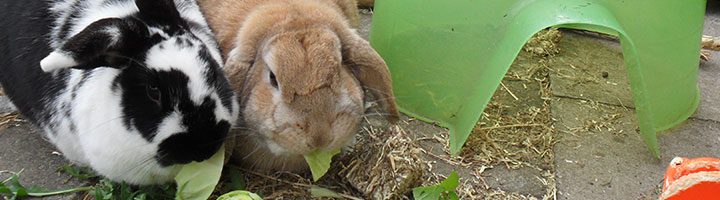 two rabbits eating lettuce