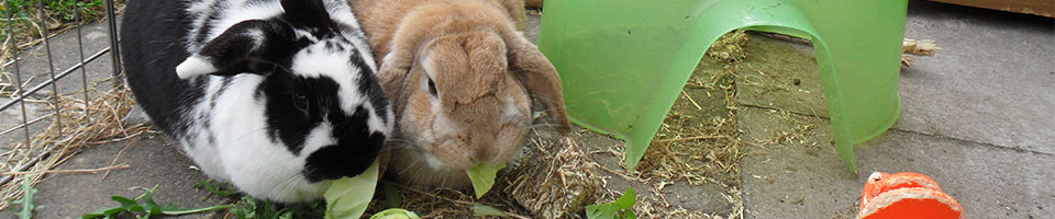 two rabbits eating lettuce