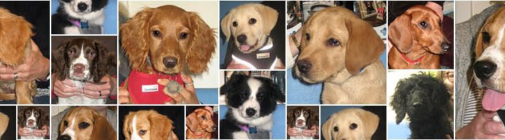 Puppy Party Graduates at Macqueen Vets, Wiltshire