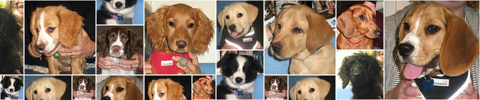 Puppy Party Graduates at Macqueen Vets, Wiltshire
