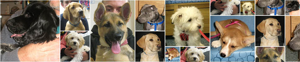 Puppy Party Graduates from Macqueen Vets