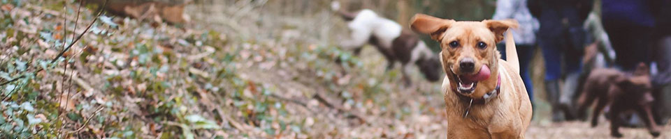 Labrador running to camera, heart disease