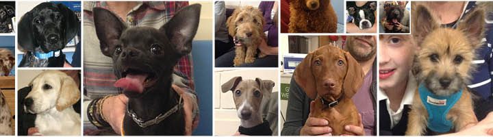 Puppy Party Graduates from Macqueen Vets