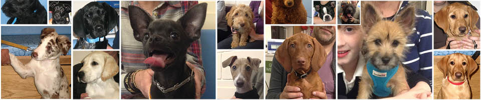 Puppy Party Graduates from Macqueen Vets