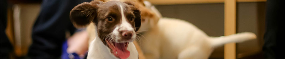 Puppy Parties at Macqueen Vets, Devizes