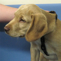 Buddy the Springer x Labrador, Macqueen puppy party graduate from Rowde