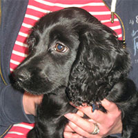 Charlie the cocker spaniel, Hazel the Springer x Cocker spaniel, Macqueen Puppy Party Graduate from Devizes