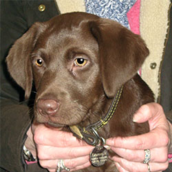 Dammit the Labrador, Macqueen Puppy Party Graduate from Calne