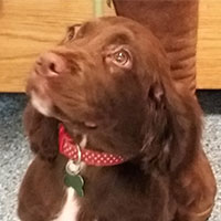 Hazel the Springer x Cocker spaniel, Macqueen Puppy Party Graduate from Melksham