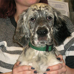 Howard the English Setter, Macqueen Puppy Party Graduate from Devizes