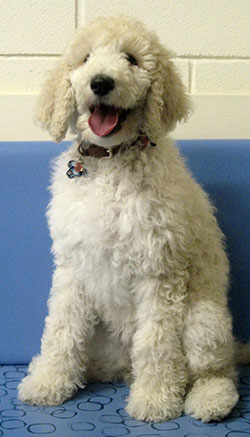 Lillie the standard poodle, macqueen puppy party graduate from Calne