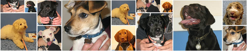 Puppy Party Graduates