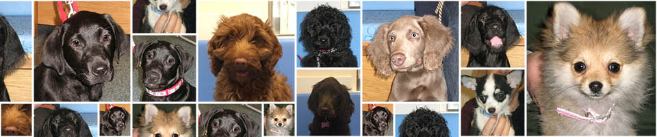 Puppy Party Graduates