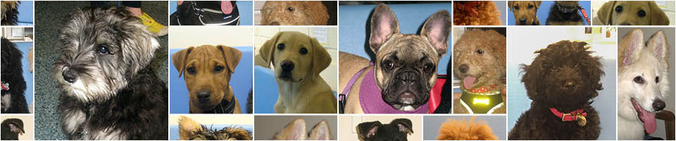 Puppy Party Graduates