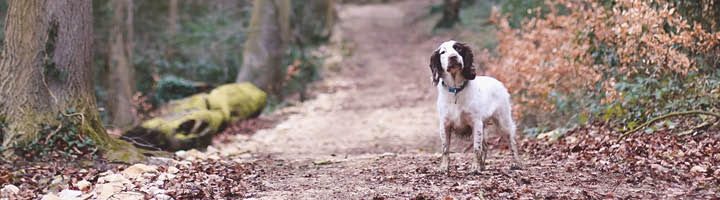 spaniel in woodland