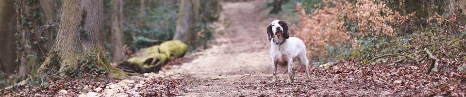 spaniel in woodland