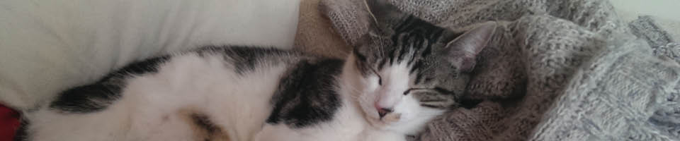 sleeping cat